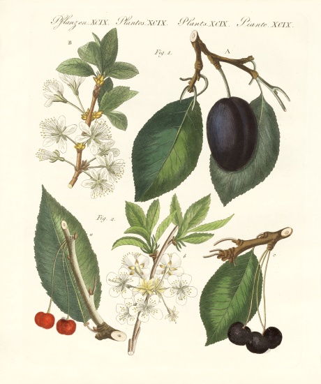 German kind of fruits à École allemande, (19ème siècle)