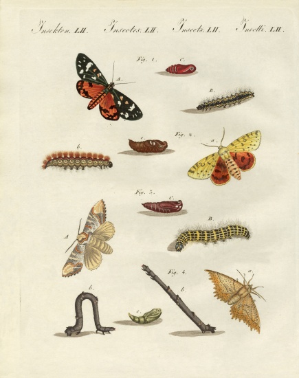 German moths à École allemande, (19ème siècle)
