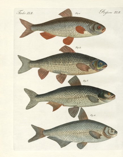 German river fish à École allemande, (19ème siècle)