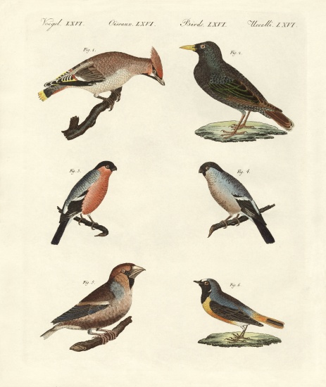 German singing birds à École allemande, (19ème siècle)