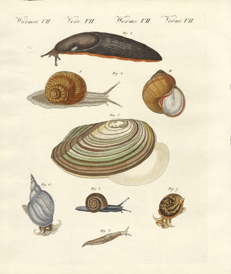 German snails à École allemande, (19ème siècle)