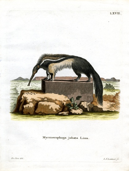 Giant Anteater à École allemande, (19ème siècle)