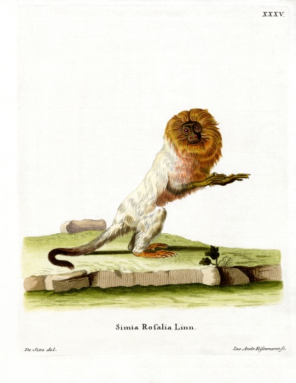 Golden Lion Tamarin à École allemande, (19ème siècle)