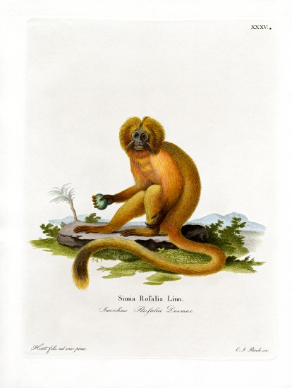 Golden Lion Tamarin à École allemande, (19ème siècle)