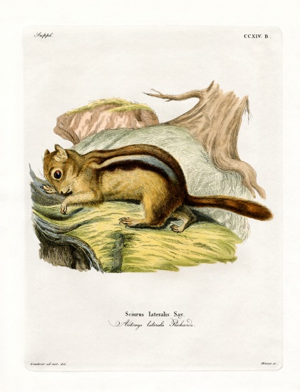 Golden-mantled Ground Squirrel à École allemande, (19ème siècle)