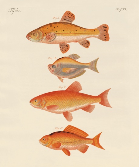 Goldfish à École allemande, (19ème siècle)