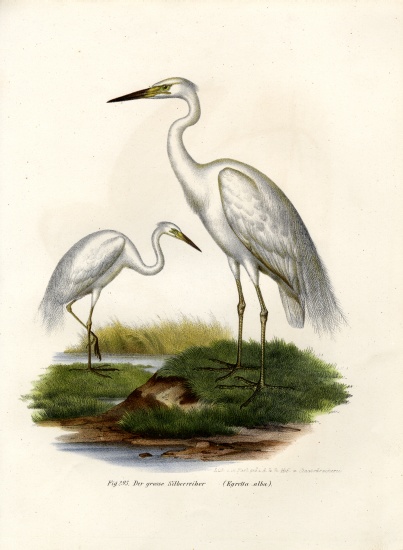 Great White Egret à École allemande, (19ème siècle)