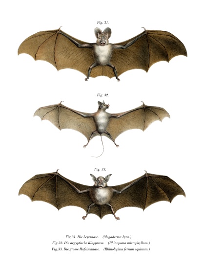 Greater False Vampire Bat à École allemande, (19ème siècle)