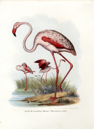 Greater Flamingo à École allemande, (19ème siècle)