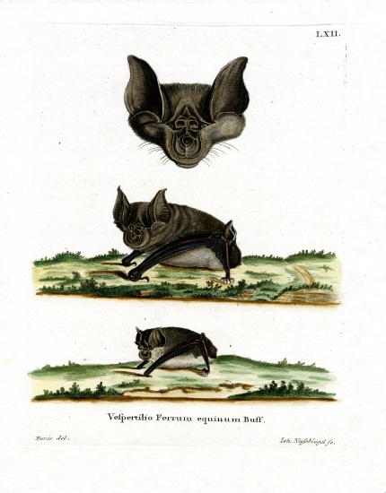 Greater Horseshoe Bat à École allemande, (19ème siècle)