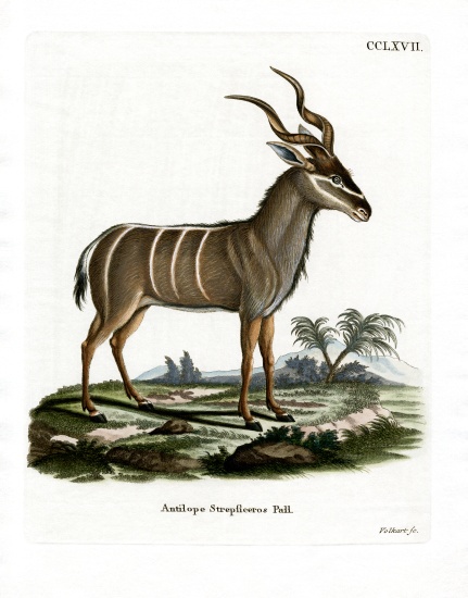Greater Kudu à École allemande, (19ème siècle)