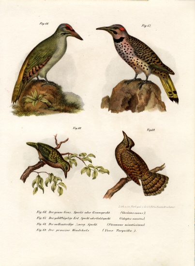 Grey-headed Woodpecker à École allemande, (19ème siècle)