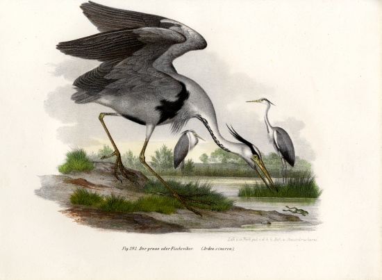 Grey Heron à École allemande, (19ème siècle)