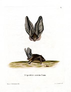 Grey Long-eared Bat