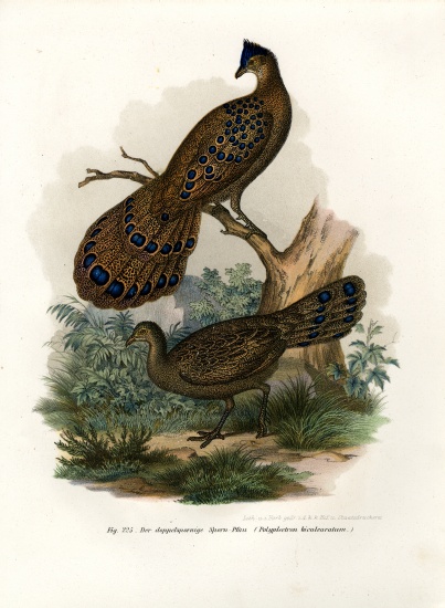 Grey Peacock-Pheasant à École allemande, (19ème siècle)