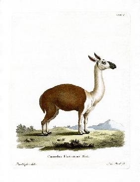 Guanaco