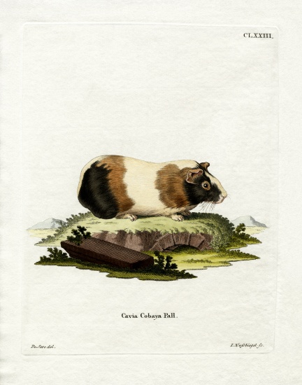 Guinea Pig à École allemande, (19ème siècle)