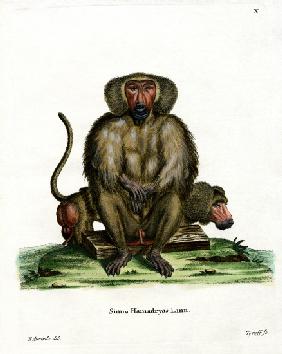 Hamadryas Baboon