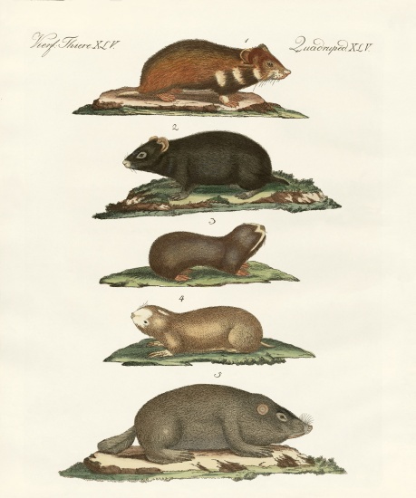 Hamsters and field voles à École allemande, (19ème siècle)