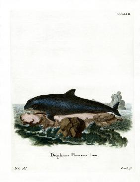 Harbor Porpoise