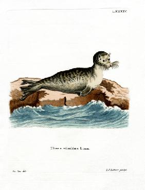 Harbor Seal