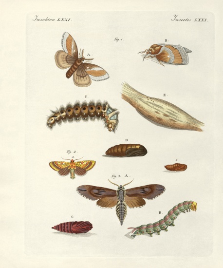 Harmful butterflies à École allemande, (19ème siècle)