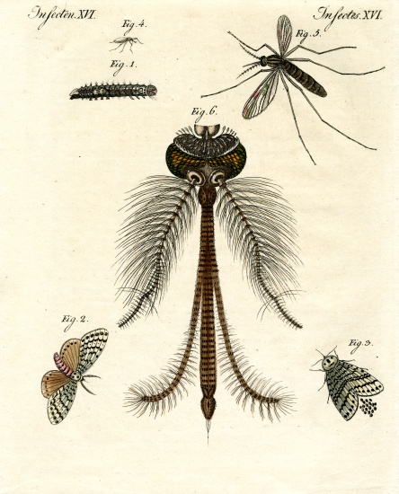 Harmful insects à École allemande, (19ème siècle)
