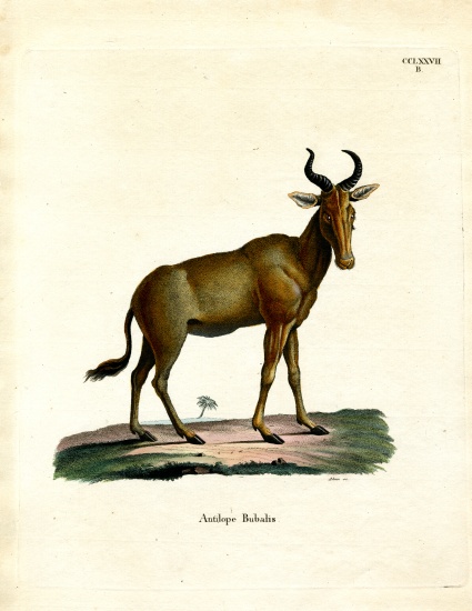 Hartebeest à École allemande, (19ème siècle)