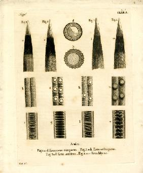 Hedgehog Prickles