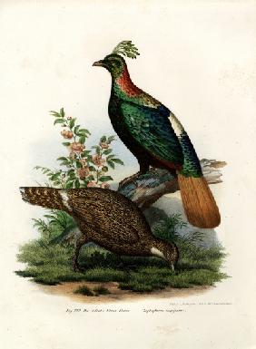 Himalayan Monal Pheasant
