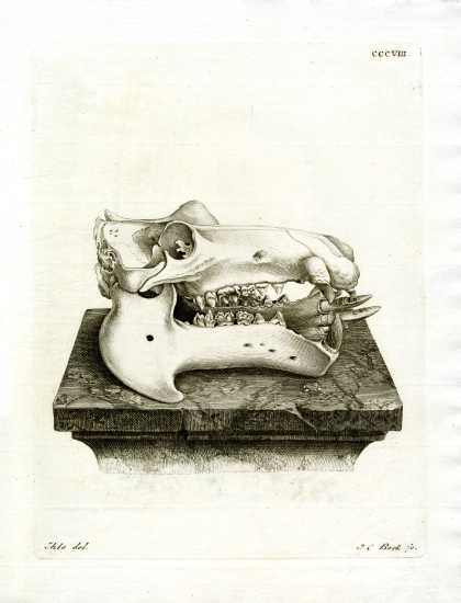Hippo Skull à École allemande, (19ème siècle)