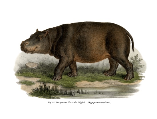 Hippopotamus à École allemande, (19ème siècle)
