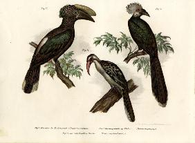 Hornbill