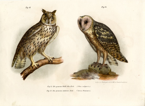 Horned Owl à École allemande, (19ème siècle)