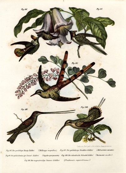 Hummingbird à École allemande, (19ème siècle)
