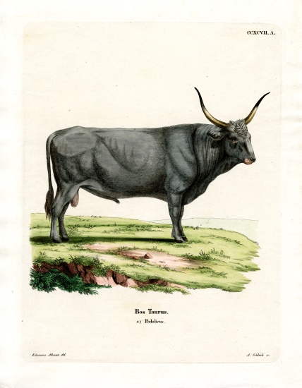 Hungarian Steppe Cattle à École allemande, (19ème siècle)