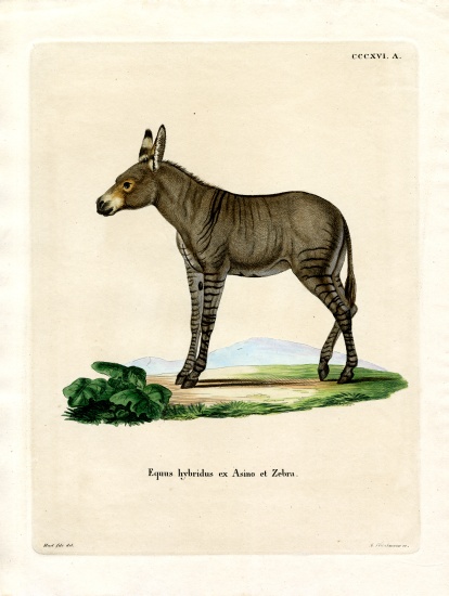 Hybridd Zebra à École allemande, (19ème siècle)