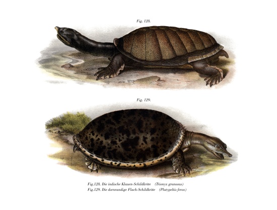 Indian Flap-shelled Turtle à École allemande, (19ème siècle)