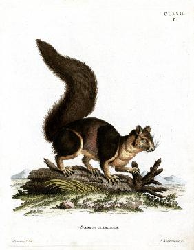 Indian Giant Squirrel