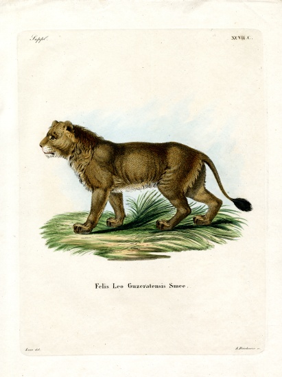 Indian Lion à École allemande, (19ème siècle)