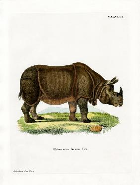 Indian Rhinoceros