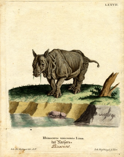 Indian Rhinoceros à École allemande, (19ème siècle)