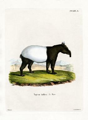 Indian Tapir