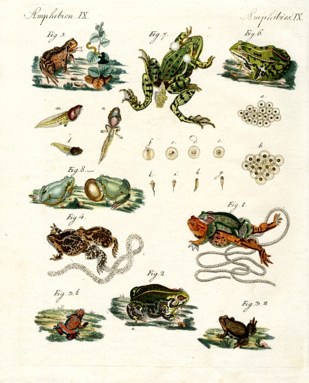 Indigenous frogs and toads à École allemande, (19ème siècle)