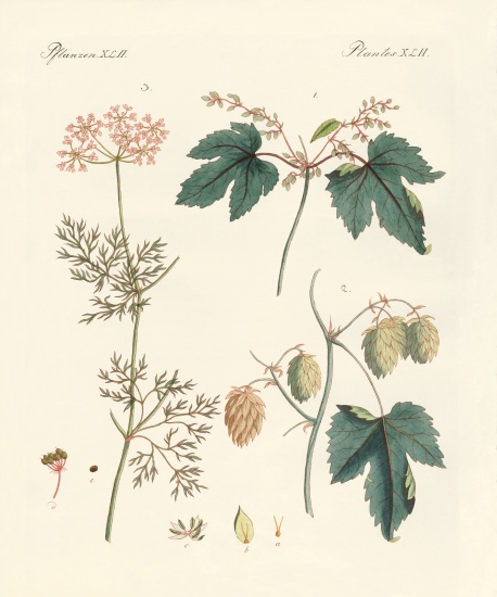 Indigenous spice plants à École allemande, (19ème siècle)