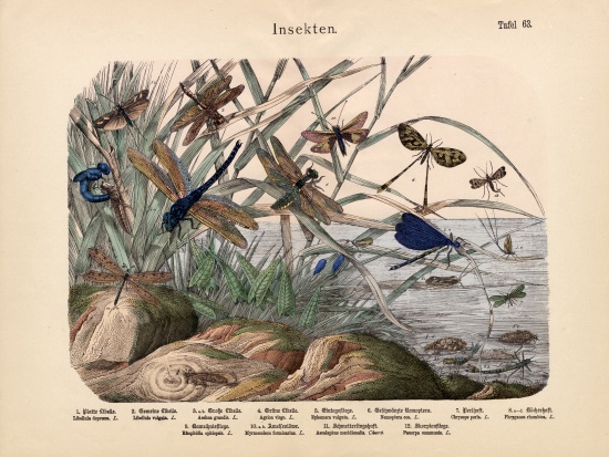 Insects, c.1860 à École allemande, (19ème siècle)