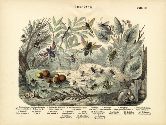 Insects, c.1860 à École allemande, (19ème siècle)