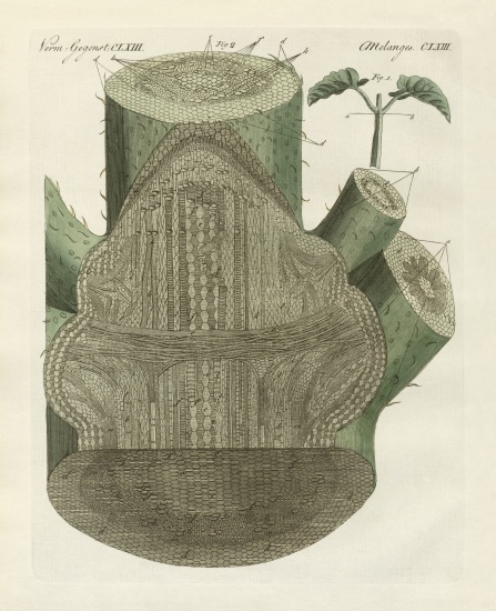 Internal hole of the common bean plant à École allemande, (19ème siècle)