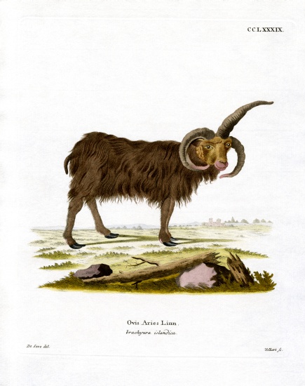 Jacob Sheep à École allemande, (19ème siècle)