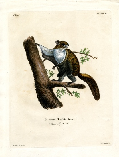 Javan Flying Squirrel à École allemande, (19ème siècle)